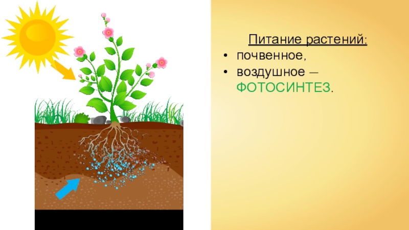 Презентация воздушное питание растений фотосинтез 6 класс презентация