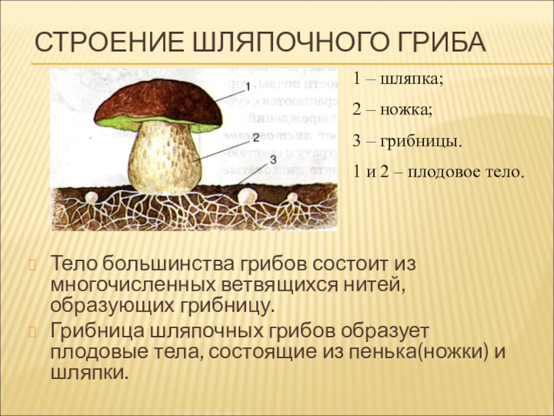 Презентация на тему шляпочные грибы