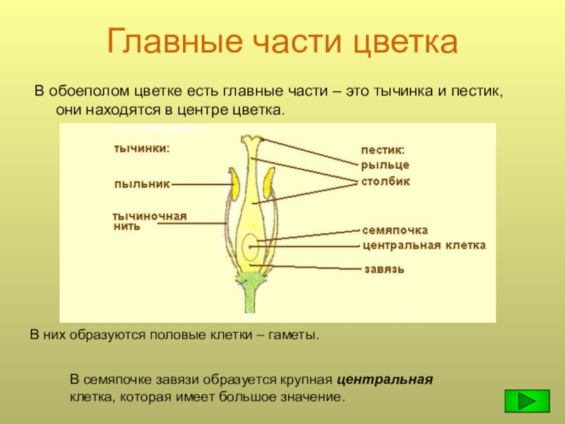 Главные части цветка