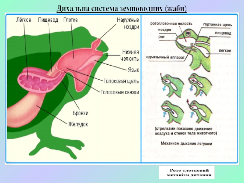 Дыхательная система лягушки рисунок