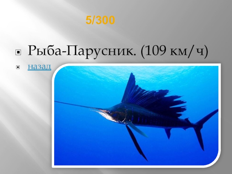 Описание рыбы парусник. Сообщение о рыбе паруснике. Описание рыбы парусник. Факты о рыбках. Рыба парусник презентация.