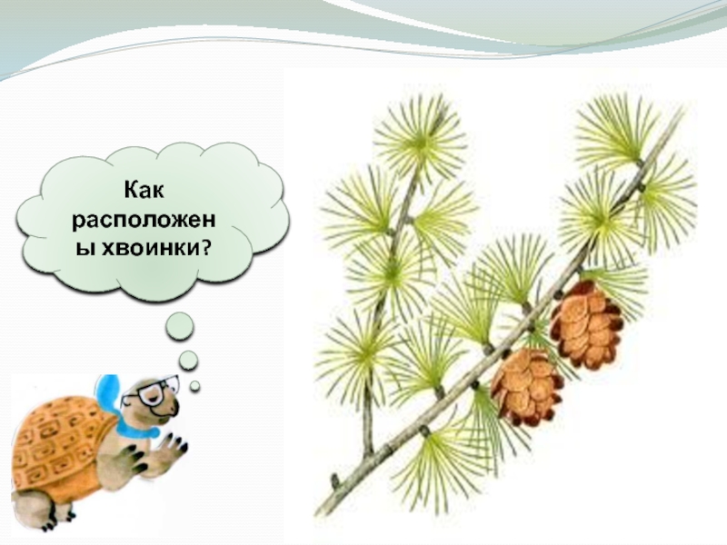 Каждой травинке хвоинке. Хвоинки короткие. Что такое хвоинки. Как расположены хвоинки. Хвоинки расположены по две.