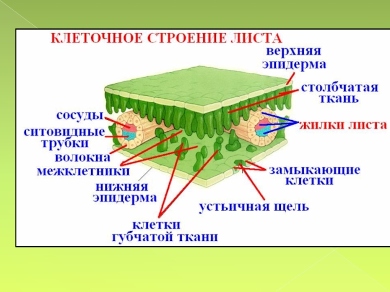 Устьице на рисунке обозначена о буквой