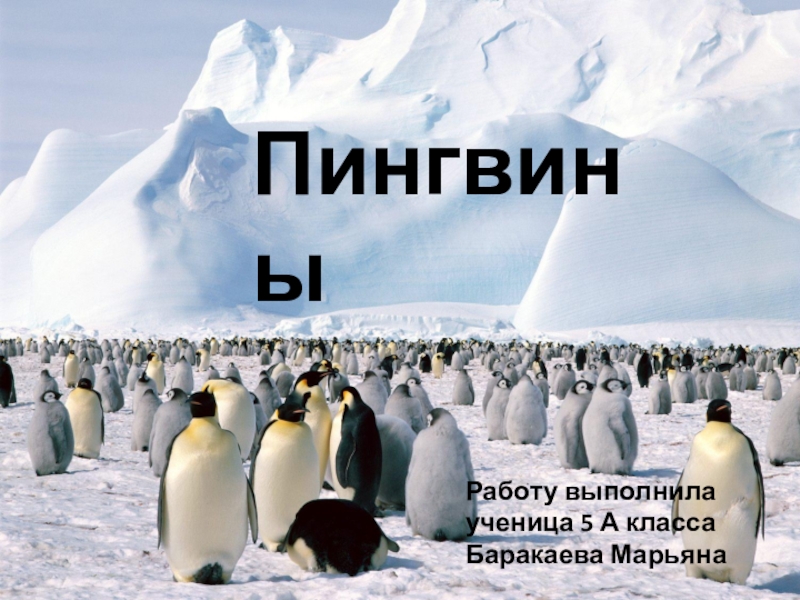 Презентация Презентация на географию(тема пингвины)