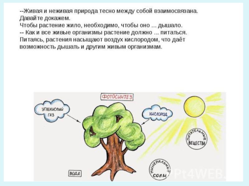 Взаимосвязи живой и неживой природы схема