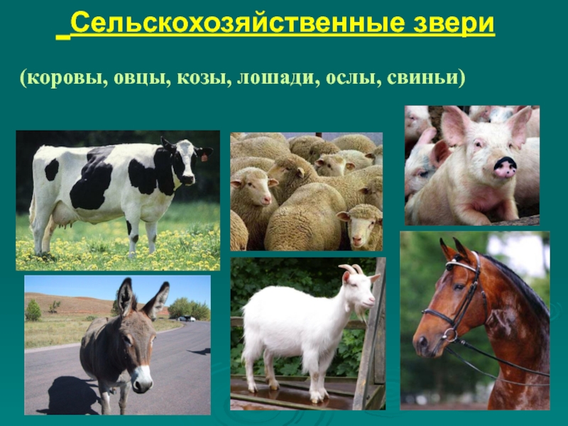 Сельскохозяйственные звери(коровы, овцы, козы, лошади, ослы, свиньи)