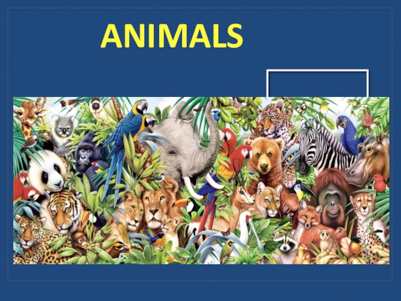 Презентация Презентация к уроку по теме: Animals