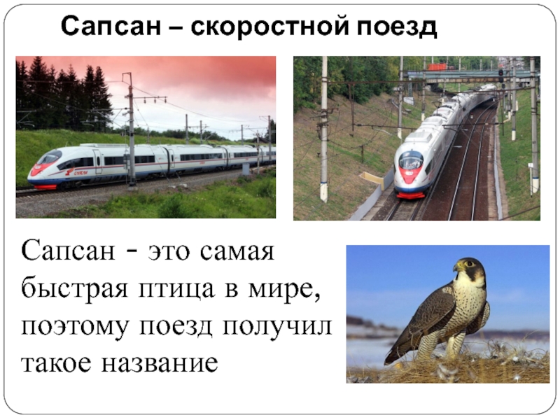 Сапсан поезд скорость. Сапсан поезд фото. Самый быстрый Сапсанов в России. Где живут Сапсаны в России.