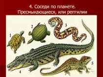 ИГРА-ПРЕЗЕНТАЦИЯ по биологии на тему Пресмыкающиеся