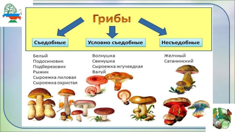 Многообразие и значение грибов 5 класс биология презентация