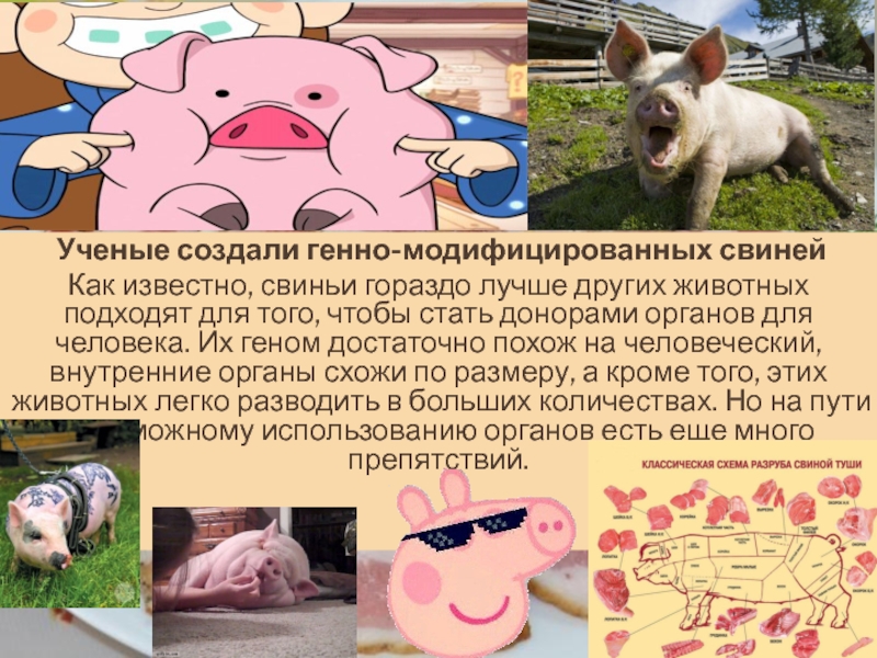 Известная свинка. Генно модифицированная свинья. Органы свиньи похожи на человеческие.