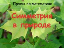 Презентация к проекту по математике Симметрия в природе