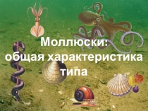 Презентация по биологии на тему Моллюски