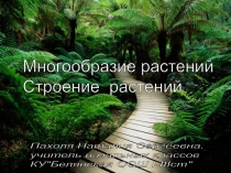 Презентация по окружающему миру на тему Многообразие растений