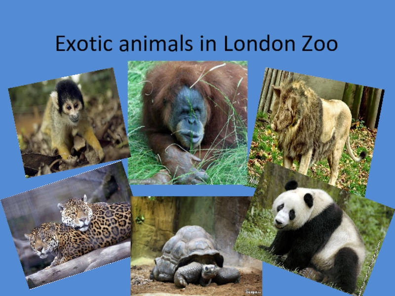 London zoo презентация