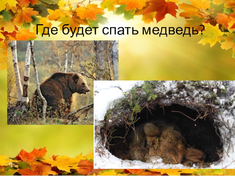 Где будет спать медведь?