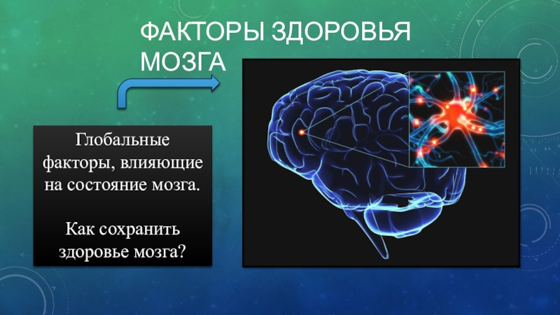 3 состояния мозга