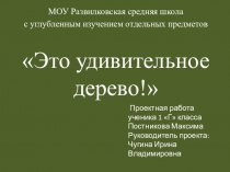 Презентация по проектной деятельности Интересное дерево - ель