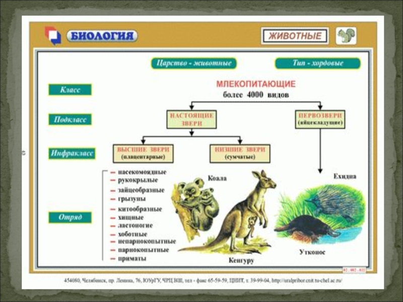 Классификация млекопитающих презентация