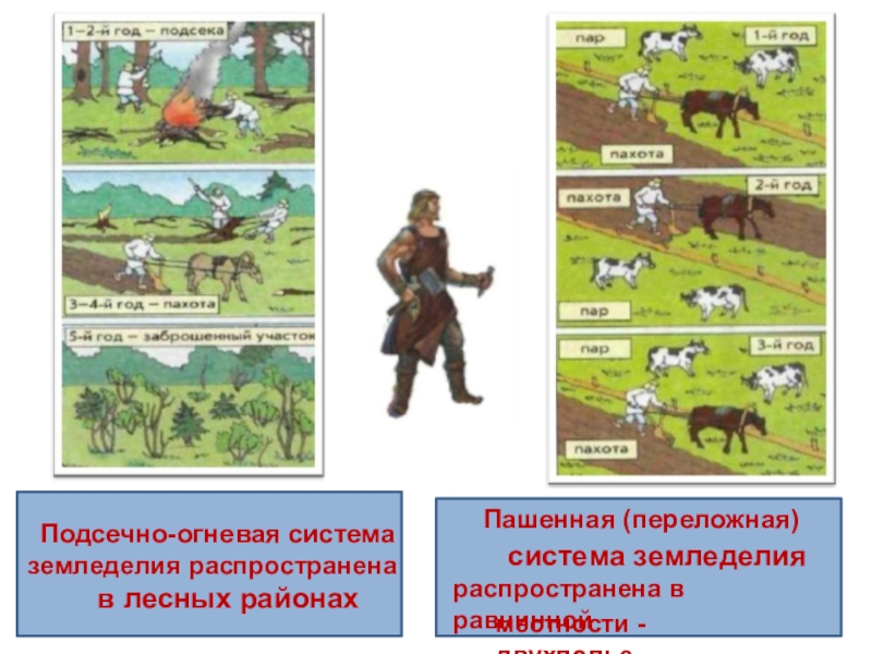 Подсечно огневая система. Подсечное земледелие в древней Руси. Подсечно-огневая система земледелия это. Подсечно-огневую система у славян. Подсечное земледелие восточных славян.