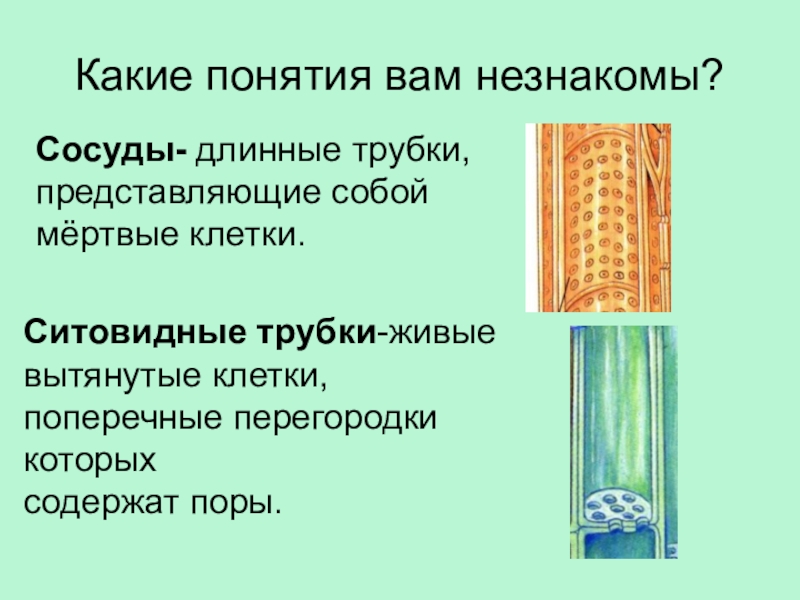 В чем состоит проводящая. Сосуды ситовидные трубки волокна. Ситовидные трубки это в биологии 6 класс. Ситовидные трубки мертвые или живые. Сосуды древесины и ситовидные трубки.