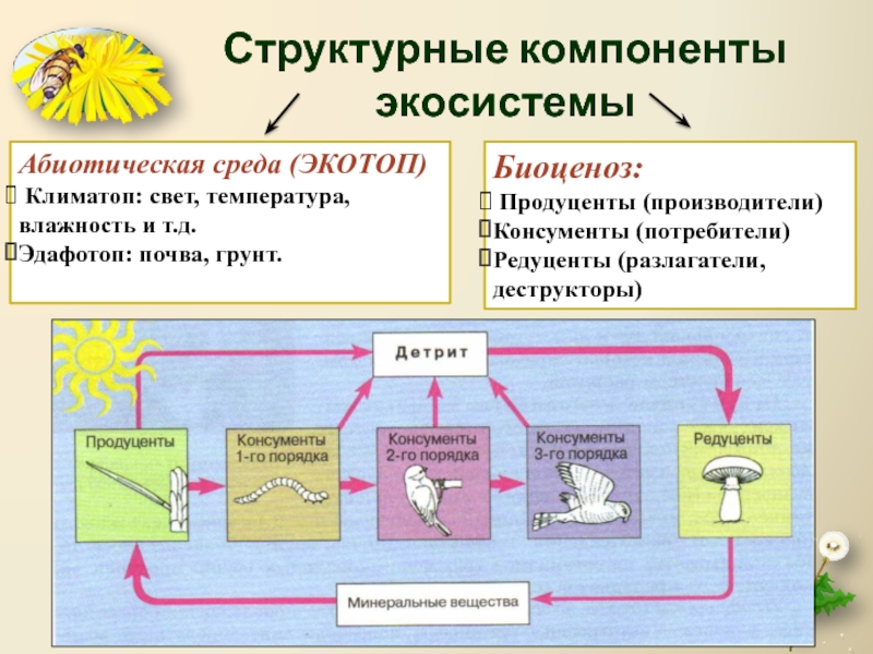 Организмы продуценты консументы редуценты основные структурные компоненты. Схема компонентов экосистемы. Элементы экосистемы. Компоненты экологической системы. Структурные элементы экосистемы.