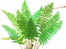 Презентация по биологии в 6 классе, по теме:Папоротники, плауны, хвощи