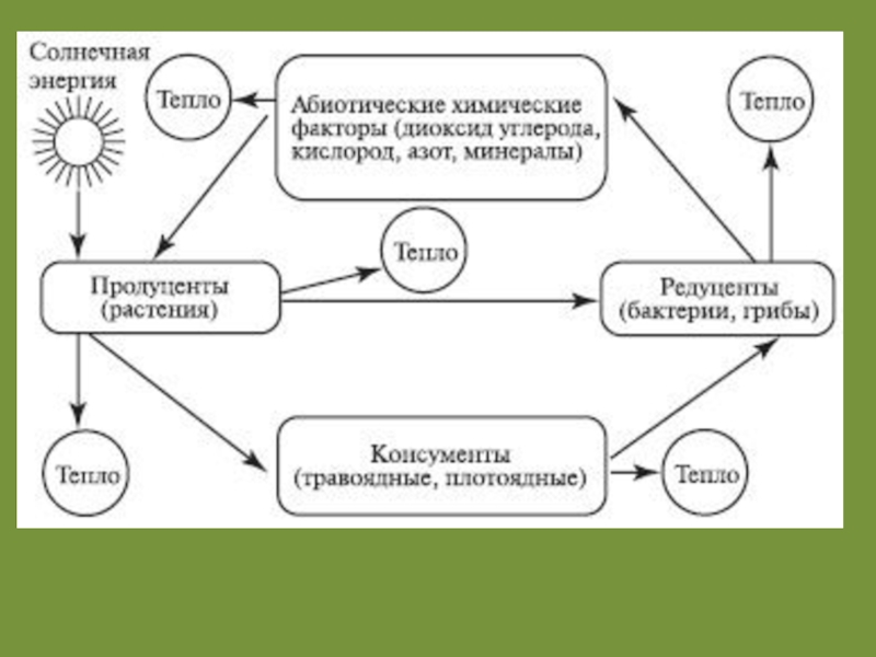 Презентация пищевые связи круговорот веществ и энергии