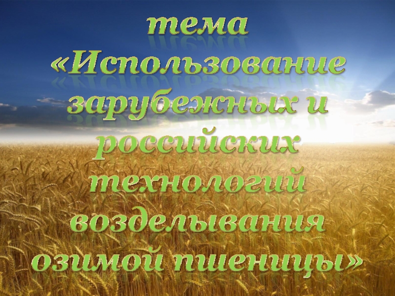 Презентация Использование зарубежных и российских технологий возделывания озимой пшеницы