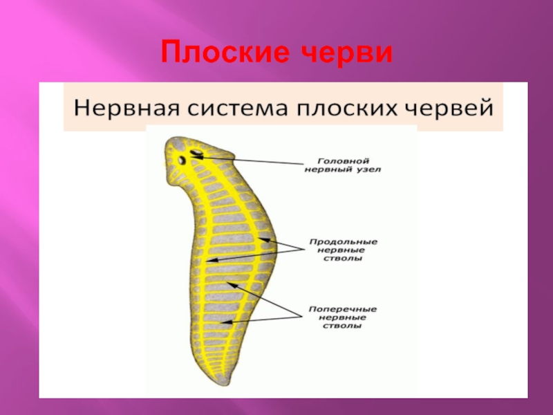 Лестничная нервная система. Тип плоские черви нервная система. Нервная система система плоских червей. Нервная система плоских червей какого типа. Нервная система плоских червей.