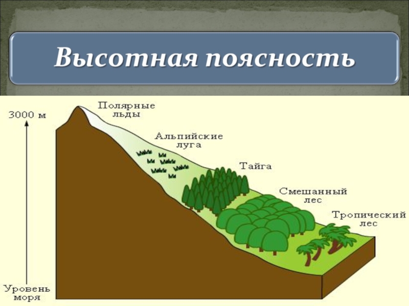Презентация Презентация по географии на тему Высотная поясность с заданиями по учебнику И.И. Баринова