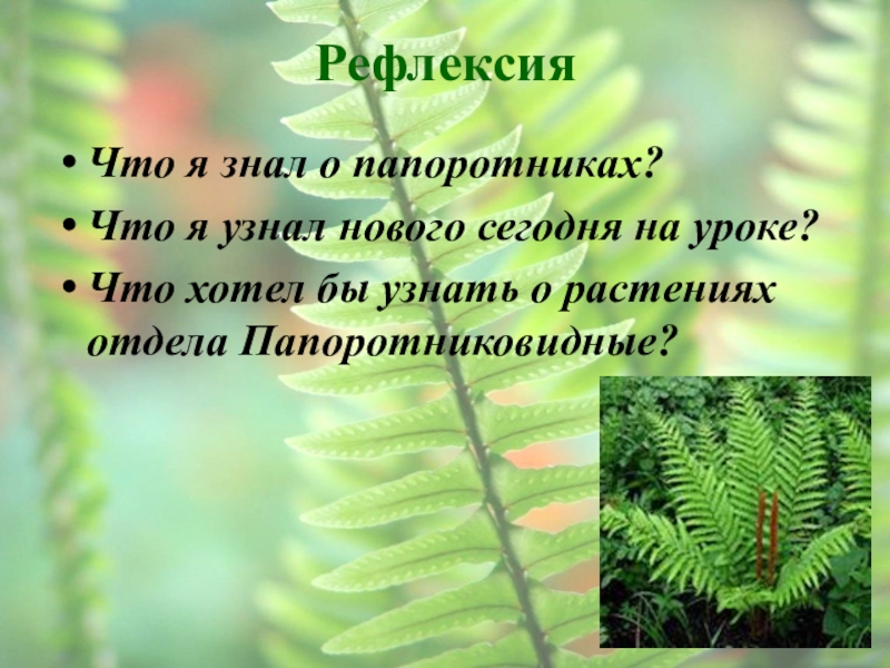 Презентация папоротниковидные 6 класс биология