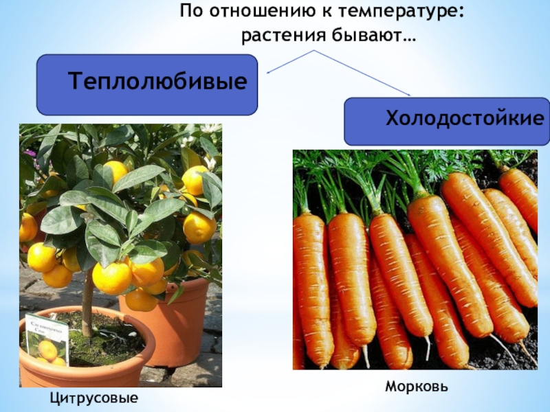 Все о холодостойких овощных культурах