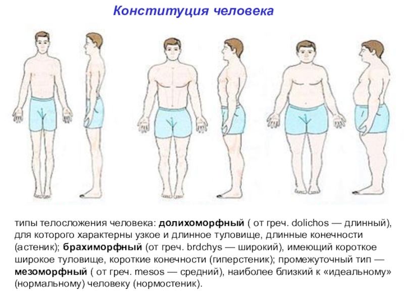 Конституция человека презентация