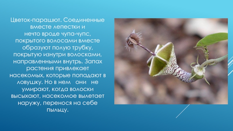 Цветок парашют Ceropegia woodii