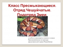 Презентация к конспекту урока по биологии на тему Класс Пресмыкающиеся. Отряд Чешуйчатые. Подотряд Змеи (7 класс)..