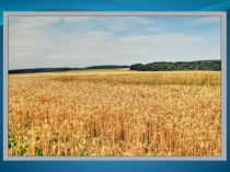 Хлеб - наше богатство