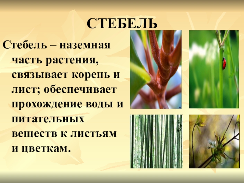 Лист обеспечивает корень. Стебель растения. Стебель презентация. Стебель в жизни растений. Роль стебля у растений.
