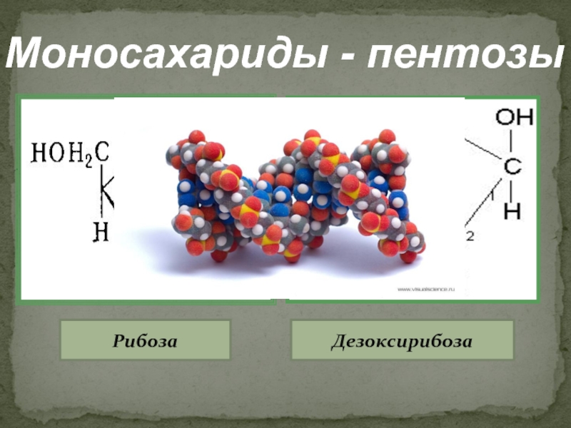 Моносахарид молекула. Дезоксирибоза это моносахарид. Рибоза это моносахарид. Пентоза рибоза и дезоксирибоза. Моносахариды рибоза и дезоксирибоза.