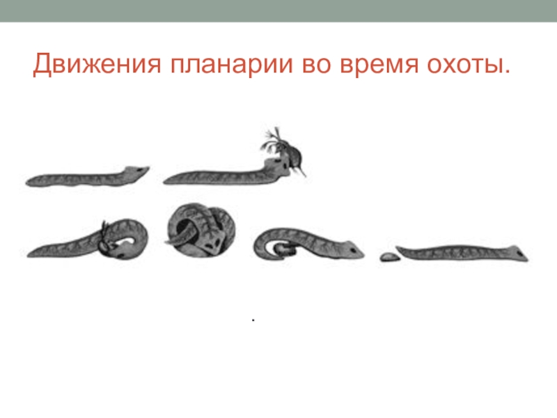 Размножение плоских червей. Охота планарии. Размножение плоских червей 7. Личинка планарии. Планария размножается.