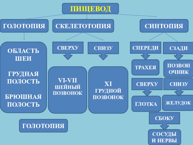 Голотопия. Голотопия синтопия скелетотопия. Голотопия пищевода. Пищевод голотопия скелетотопия синтопия. Топография пищевода голотопия скелетотопия синтопия.