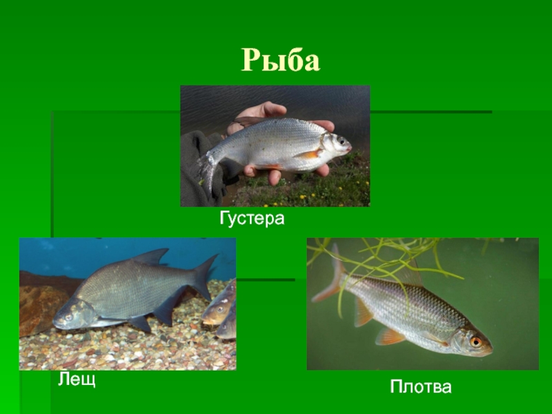 Густера озерная. Лещ плотва густера. Карась и густера. Плотва, густера подлещик. Плотва густера.