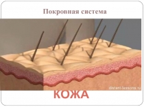 Покровная система. Кожа (8 класс)