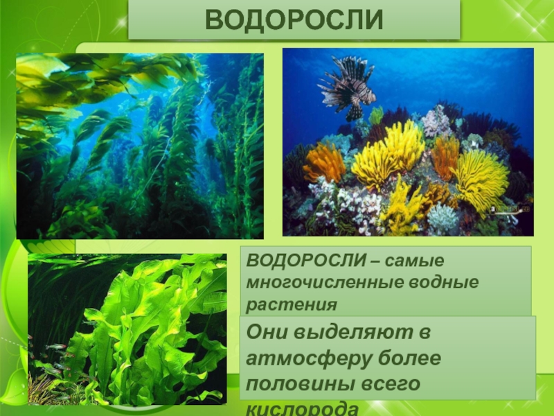 Водоросли 3 класс