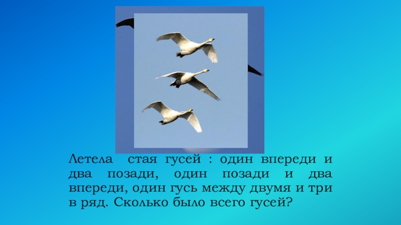 Сколько впереди. Летела стая гусей один впереди два позади два. Стая гусей летит. Гуси летают стаями. Летят гуси: один впереди,один позади.