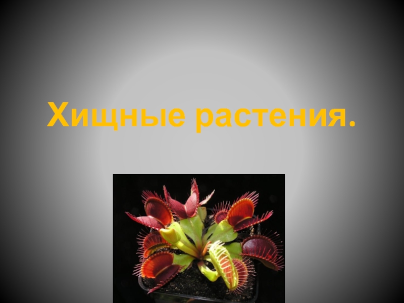Презентация Презентация по биологии на темуХищные растения(6 класс)