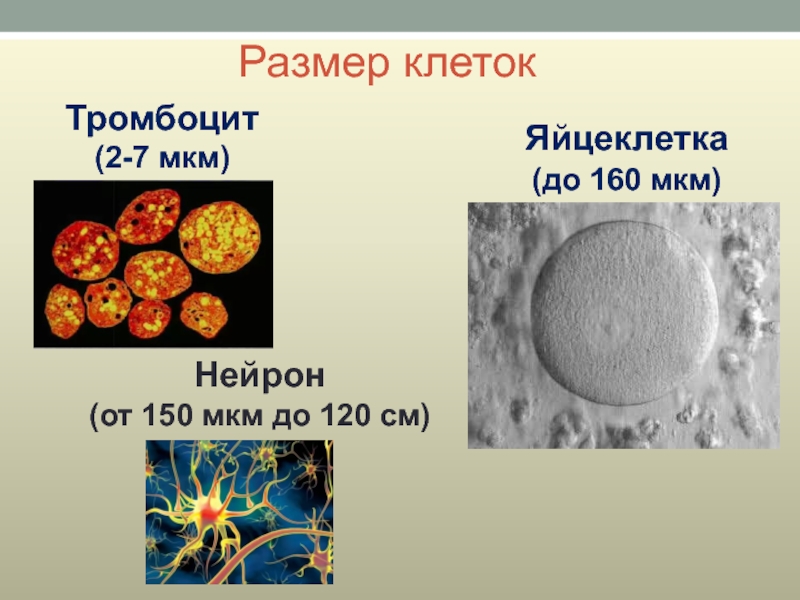 Размер клетокТромбоцит (2-7 мкм)Яйцеклетка (до 160 мкм)Нейрон(от 150 мкм до 120 см)