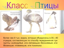 Птицы 7 класс Урок-рассуждение Роль птиц и их охрана