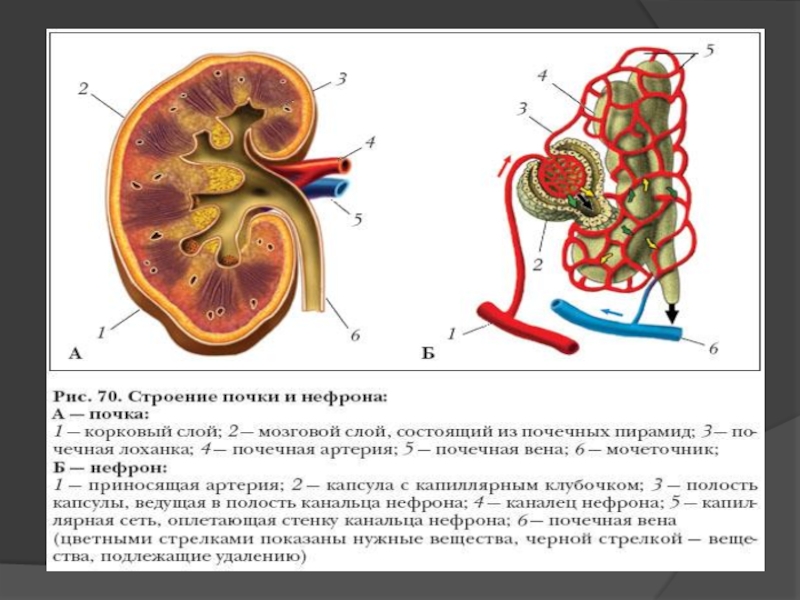 Рисунок строения почек млекопитающих