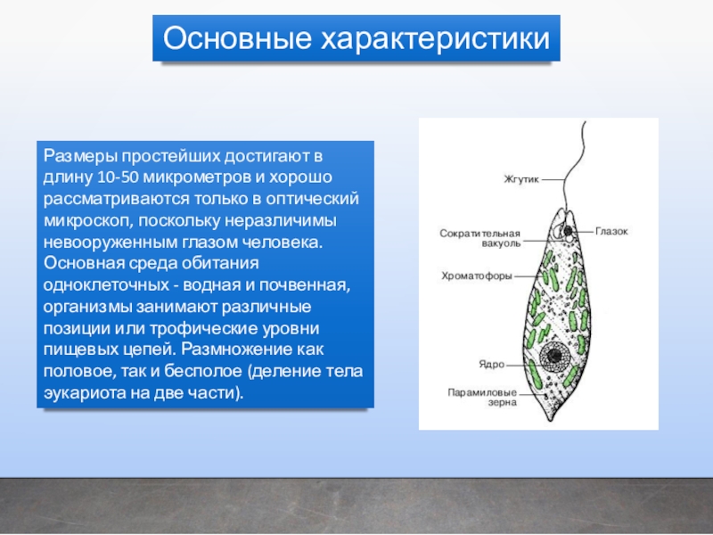 Размеры простейших. Парамиловые зерна у эвглены. Парамиловые зерна у эвглены функция. Размеры простейших 7 класс.